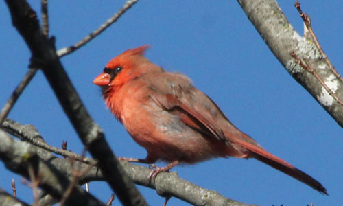 Un Cardinal